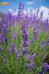 Fototapeta premium The start of flowering lavender fields