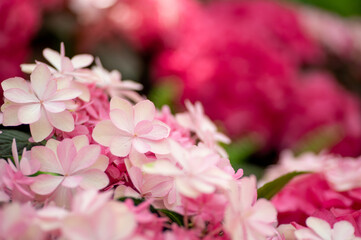 Obraz premium 満開の紫陽花