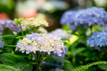 満開の紫陽花