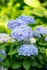 満開の紫陽花