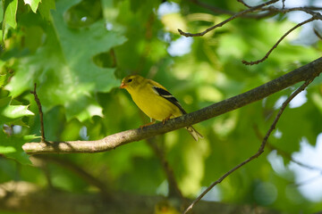 Yellow Finch Perched on an Oak Tree Branch in Spring