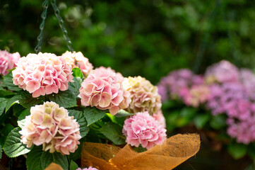 満開の紫陽花