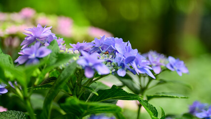 満開の紫陽花