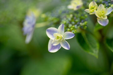 Naklejka premium 満開の紫陽花