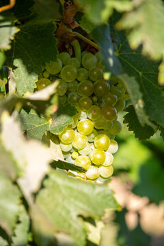 bunch of grapes