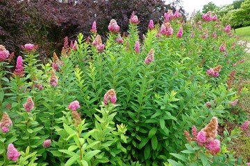 Budleja David , butterfly bush, mussel with pink flowers