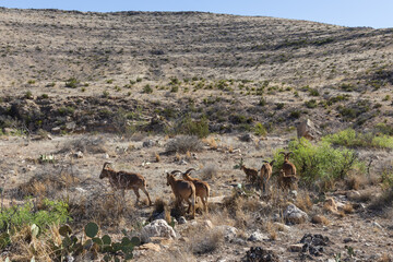 Naklejka premium Barbary sheep herd in the wild
