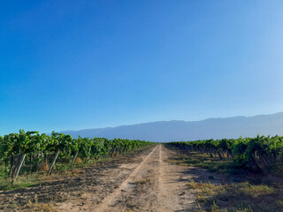 viñedo en las montañas