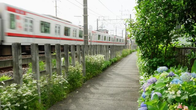 &ldquo;咲き始めたばかりの紫陽花&rdquo;と電車(東武スカイツリーライン)