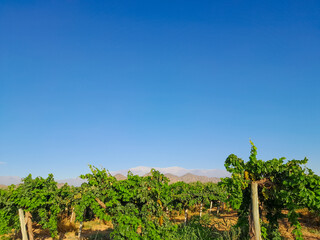 Fototapeta premium Vine mountains