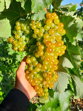 bunch of grapes