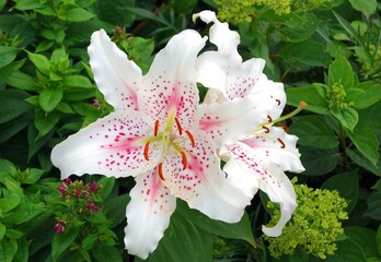 White lily flowers , varieties - Muscadet Oriental