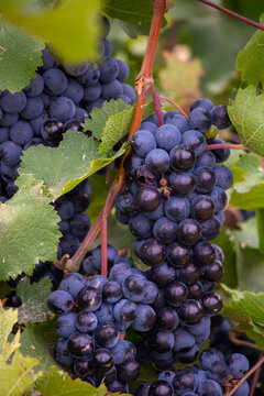 bunch of grapes