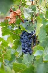 grapes on vine