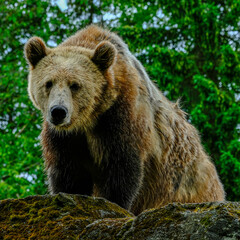 Brown bear looking down from a mossy boulder