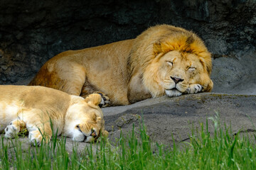 A male and female lion asleep on the rocks in the morning sun with grasses in front