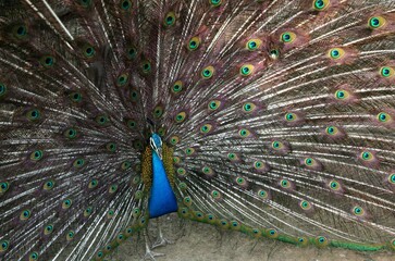 Obraz premium peacock with feathers