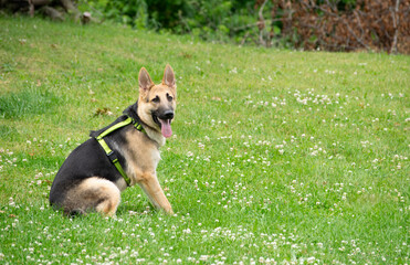 Young German Shepherd dog