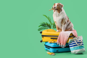 Cute Australian Shepherd dog on suitcases against green background. Travel concept