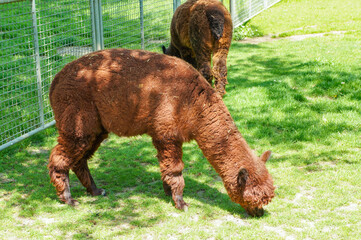 強い日差しのもと地面にはえている牧草を食べるアルパカ