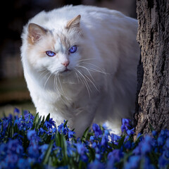 Rag doll Cat in Blue Flowers