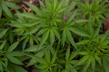 background cannabis marihuana 