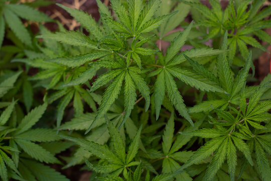 background cannabis marihuana 