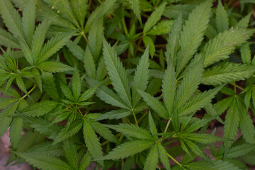 close up of hemp
