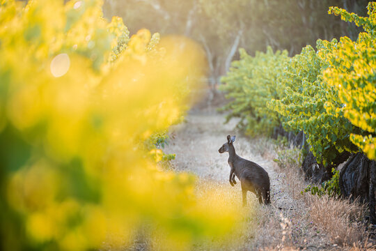 Vineyard in the Adelaide Hills