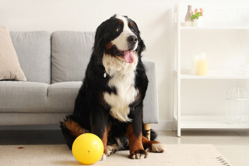 Cute Bernese mountain dog with ball sitting at home