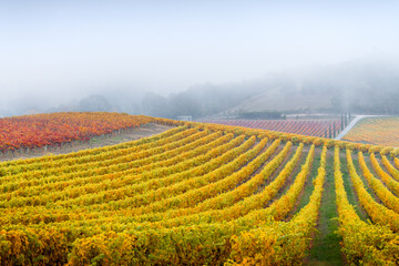 Vineyard in the Adelaide Hills