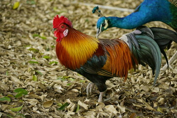 rooster in the farm