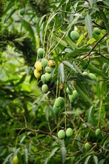 Close-up of green mango on the tree