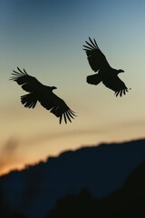 Two birds flying in the sky at sunset. Suitable for nature and wildlife concepts