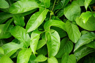 close up of leaves
