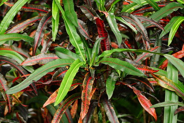 Close-up of Codiaeum variegatum leaves