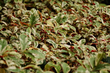 Close-up of Cleyera japonica leaves