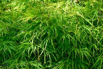 Fullmoon maple background, England, UK