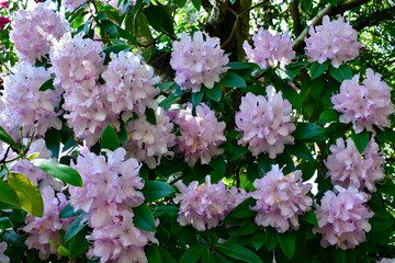 Closeup of lilac Pontic rhododendron flowers in spring, Botanical garden, Birmingham, West Midlands, UK