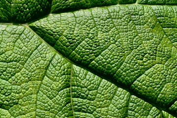 Close up of leaf