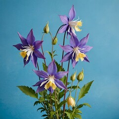 Purple and Yellow Columbine Flowers on Blue Background
