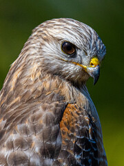 Red Shouldered Hawk Close-up