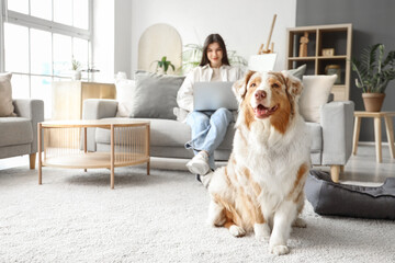 Cute Australian Shepherd dog with owner using laptop at home