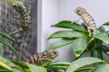 Three lizards are on a leafy plant