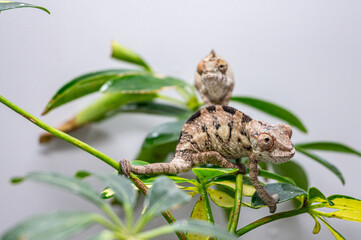A small lizard is on a leaf