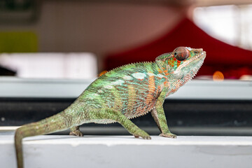 Naklejka premium A green and brown lizard is standing on a white surface