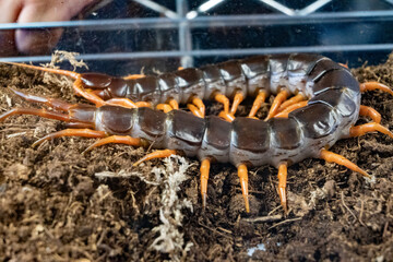 A large brown and orange centipede is crawling on the ground
