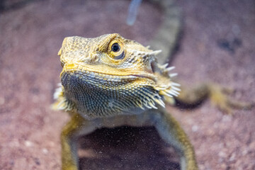 A lizard is looking at the camera