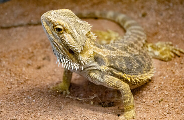 A lizard is sitting on the ground with its head up