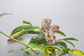 Two small lizards are sitting on a leafy green plant